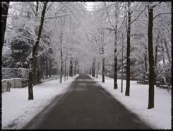 A snowy lane